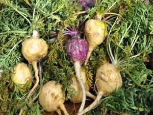 Maca plant