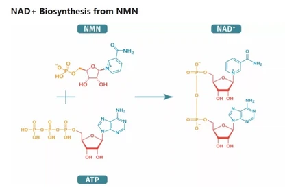 nmn - nad+ nmn - nad+